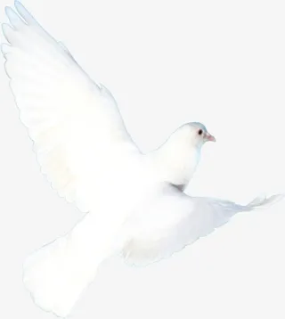 冬天白鸽背景素材