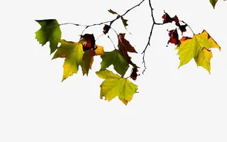 树枝上的梧桐叶免抠