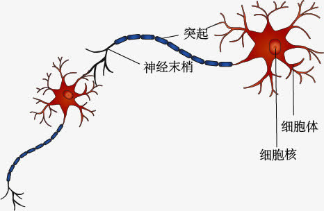 神经元细胞之间的联系示意图免抠