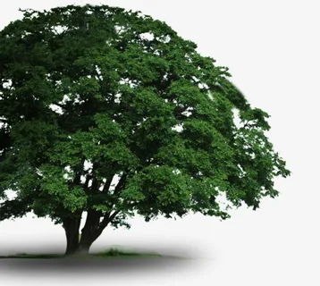 大树免抠