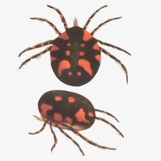 蜱虫手绘画素材图片免抠