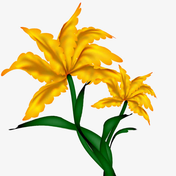 鸢尾花免抠
