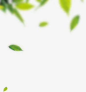 模糊的绿色落叶背景