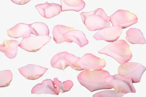 花瓣雨！！！免抠