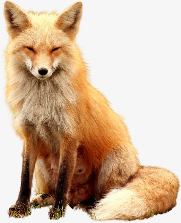狐狸透明PNG免抠图免抠