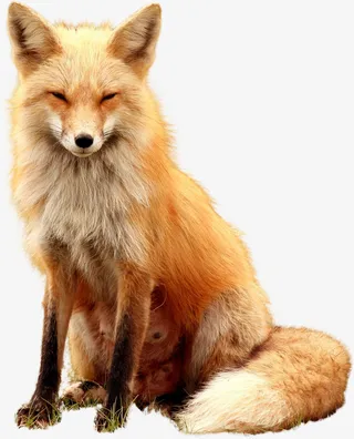 狐狸透明PNG免抠图免抠