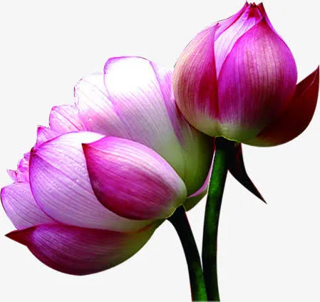 高清粉我荷花中秋贺卡免抠