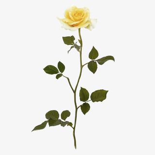 一支白色的玫瑰花免抠