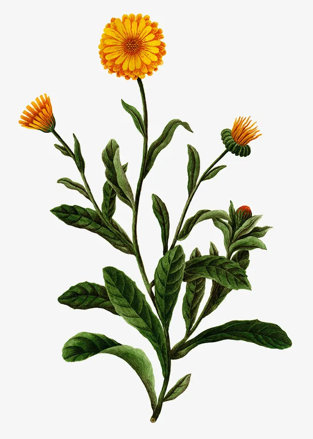 花朵绿植装饰元素免抠