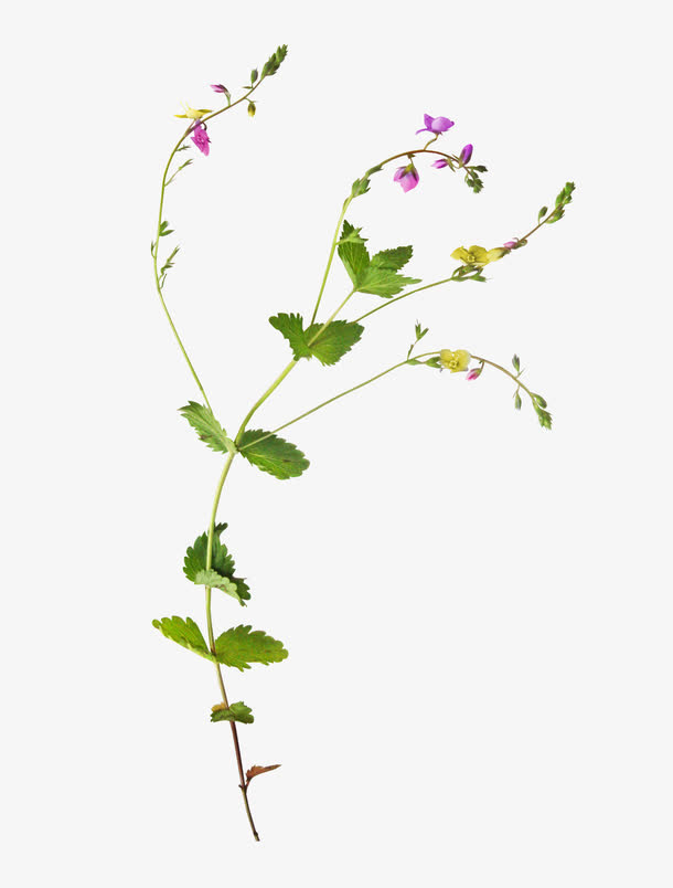 漂亮花枝免抠