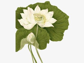 荷花 荷叶 莲子飘落png素材免抠