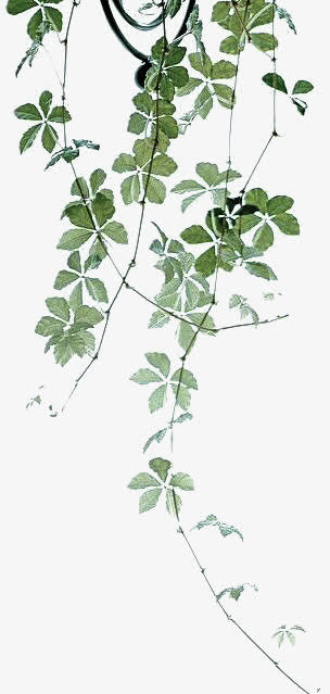 绿色树枝藤蔓藤蔓免抠