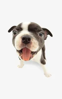 狗狗大头照免抠