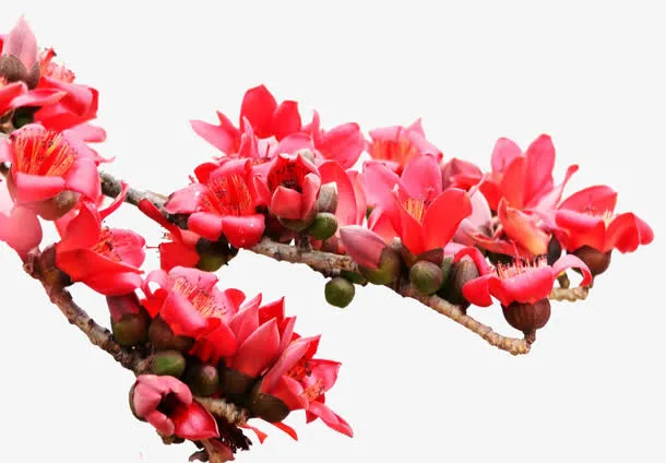 美丽的木棉花免抠