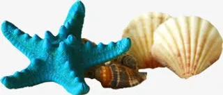 夏日海报沙滩贝壳海星免抠