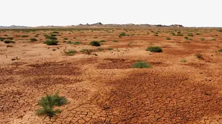 沙漠中的植物免抠