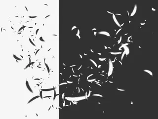 白色羽毛素材免抠