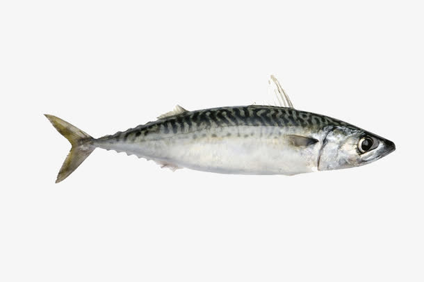 海底生物免抠