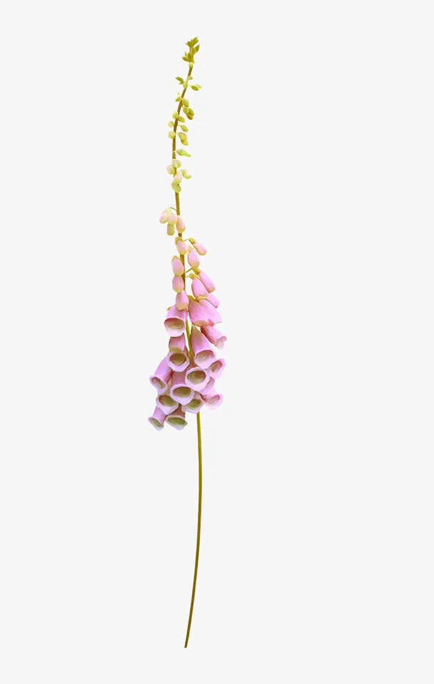 花藤装饰素材免抠