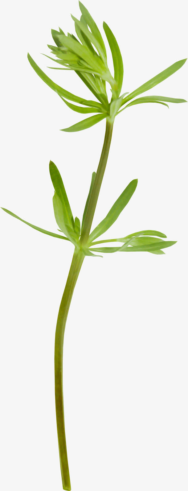树叶花边树叶底纹图片免抠
