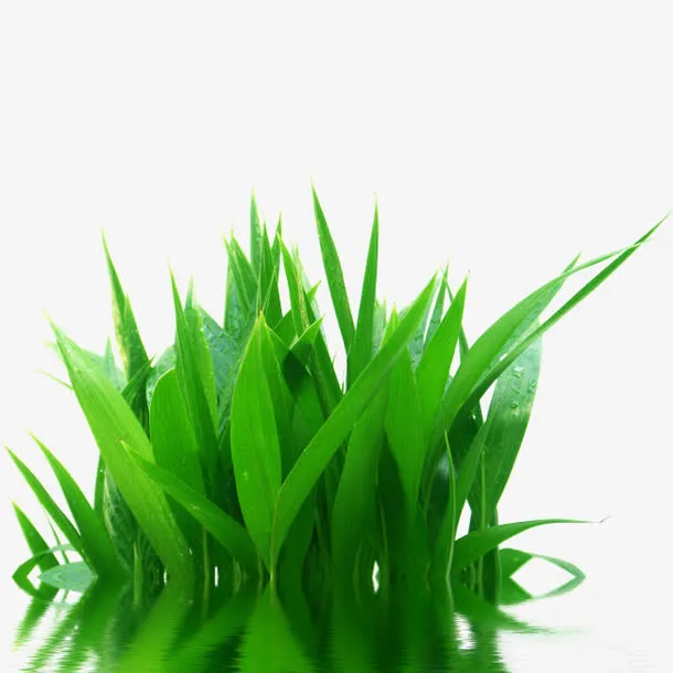 水中有倒影的草免抠