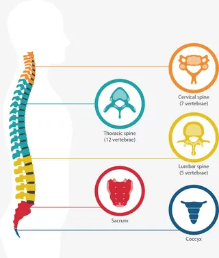 矢量手绘内脏免抠