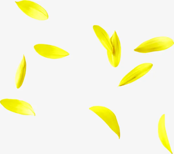 漂浮黄花瓣免抠