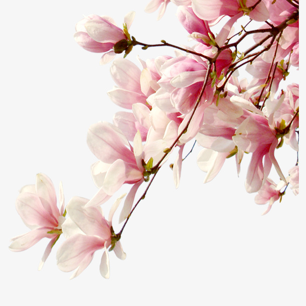 花枝免抠