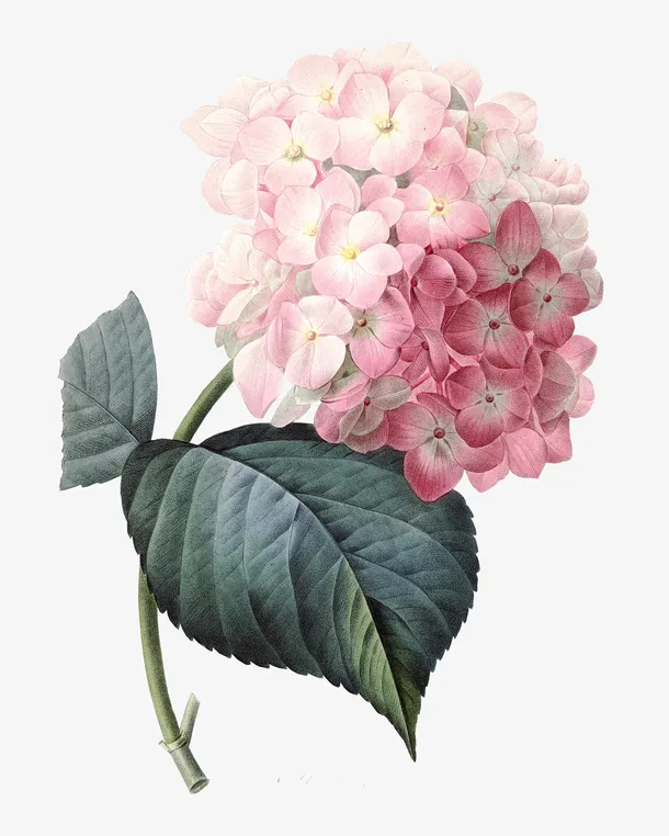 鲜花装饰免抠