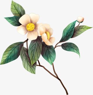 手绘山茶花花枝免抠