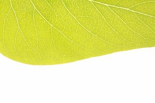 黄色的叶片免抠