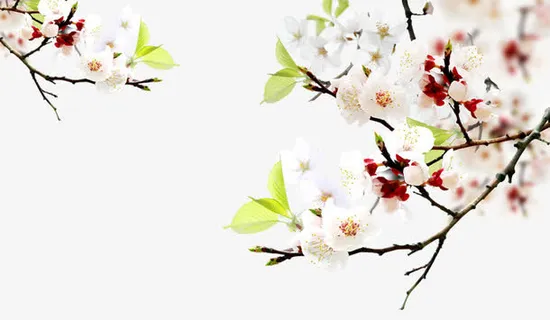 一方桃色免抠 一方桃色免抠