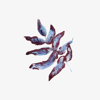 文艺清新花草海报设计装饰免抠