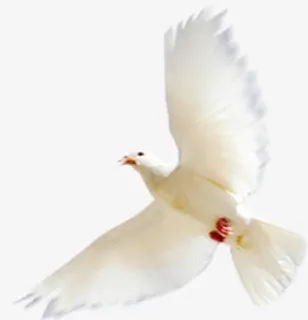 春天阳光的飞翔的鸽子免抠装饰动物元素