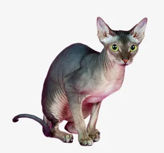 加拿大无毛猫免抠