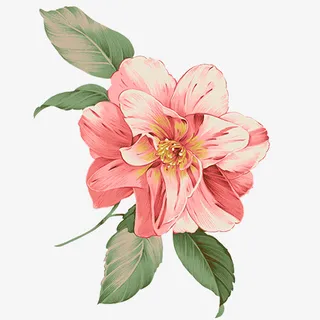 春天的气息，粉色的花卉免抠