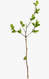 树枝树叶免抠素材免抠
