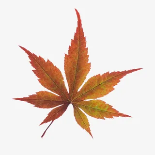 枫叶免扣元素 秋天免抠