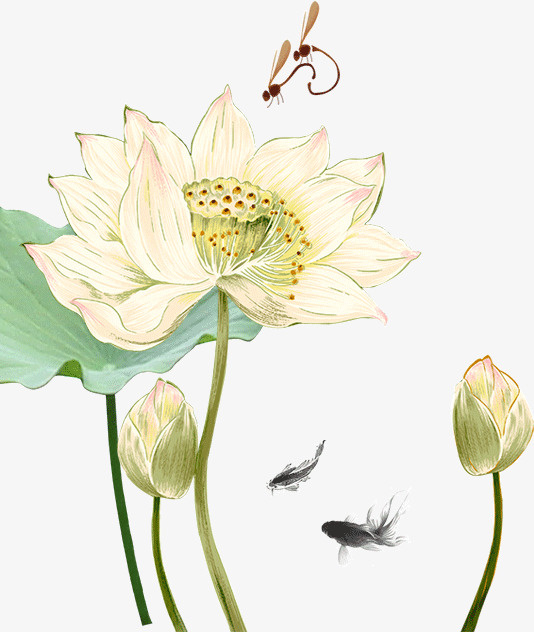 白色莲花荷花免抠