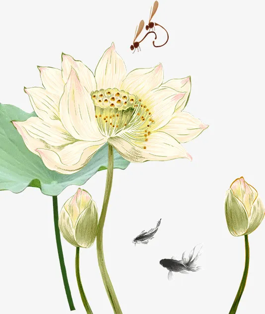 白色莲花荷花免抠