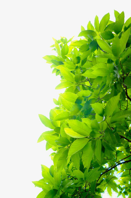 绿叶春天装饰免抠装饰植物元素