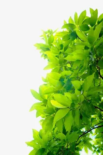 绿叶春天装饰免抠装饰植物元素 绿叶春天装饰免抠装饰植物元素