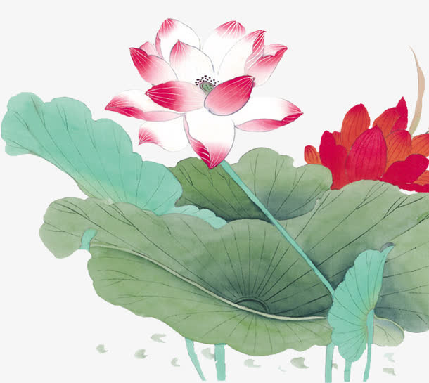 中国风绘画荷花荷叶免抠
