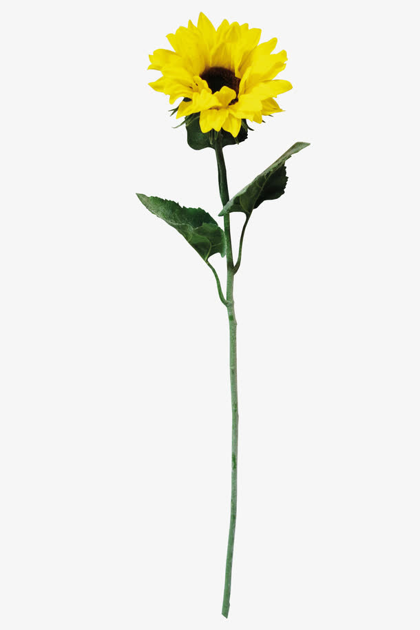 向日葵免抠
