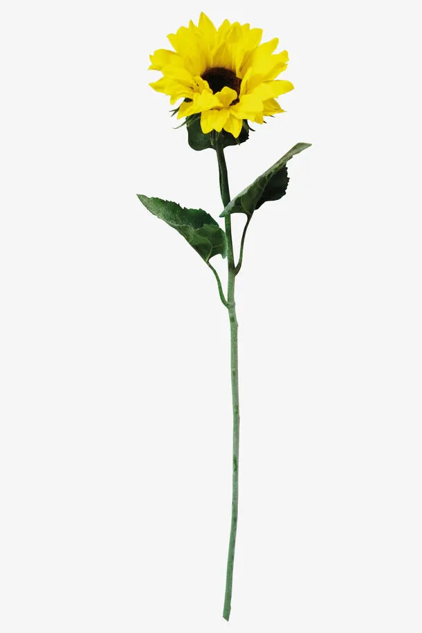 向日葵免抠