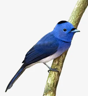 蓝色树枝百灵鸟免抠