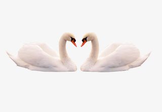 一对天鹅免抠