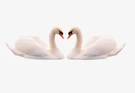 一对天鹅免抠 一对天鹅免抠