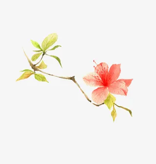 粉色杜鹃花免抠