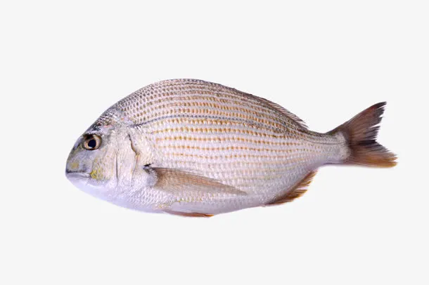 高清深海海鱼免抠